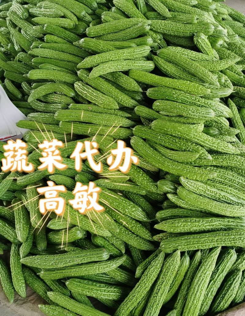 河南焦作苦瓜油绿苦瓜瓜条直颜色绿基地直供代发全国一手货源