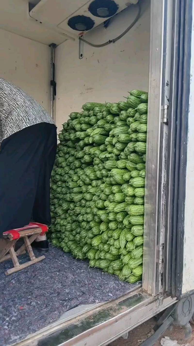 河南焦作苦瓜油绿苦瓜瓜条直颜色绿基地直供代发全国一手货源