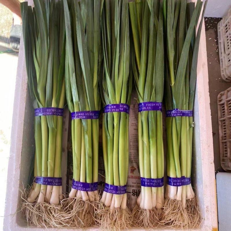 河北蔬菜白根蒜苗大量有货，质量有保证价格合理，需要
