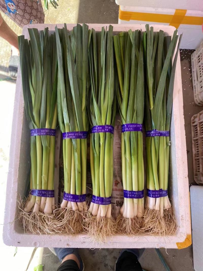 河北蔬菜白根蒜苗大量有货，质量有保证价格合理，需要