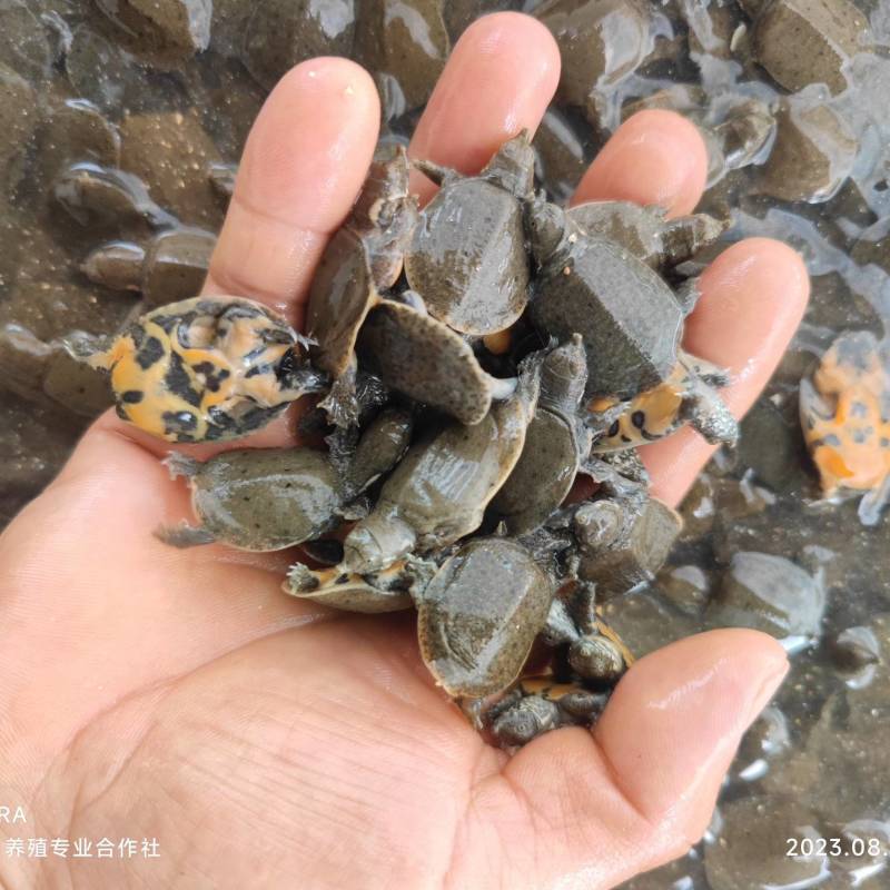自然孵化中华甲鱼苗