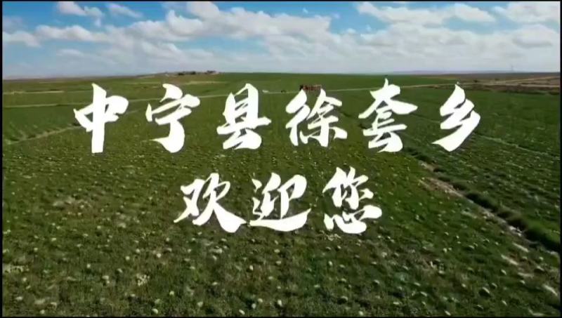 宁夏硒砂瓜欢迎前来采购