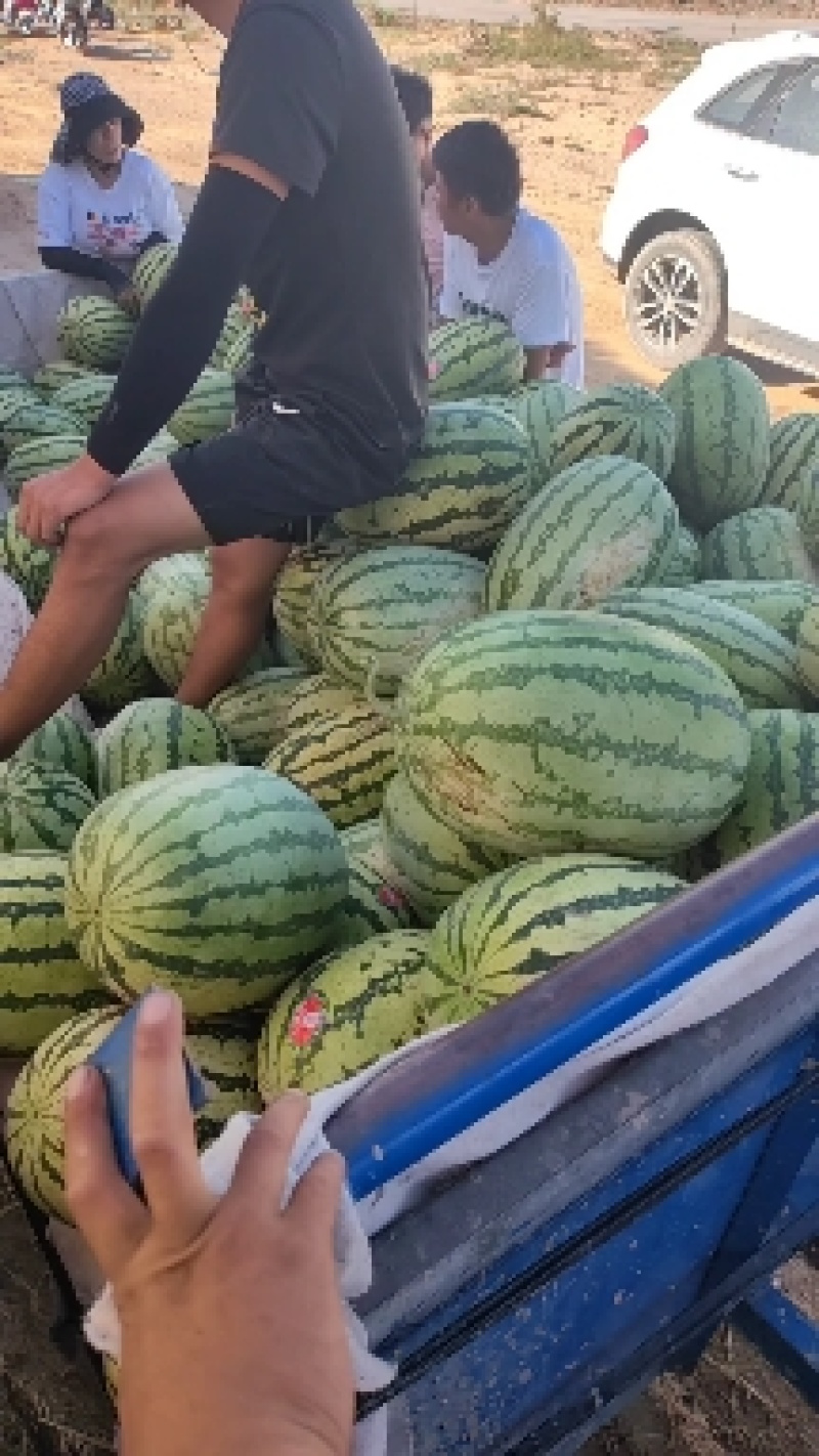 宁夏硒砂瓜欢迎前来采购