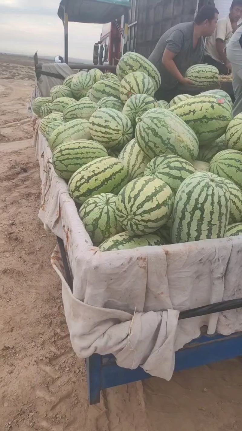 宁夏硒砂瓜欢迎前来采购