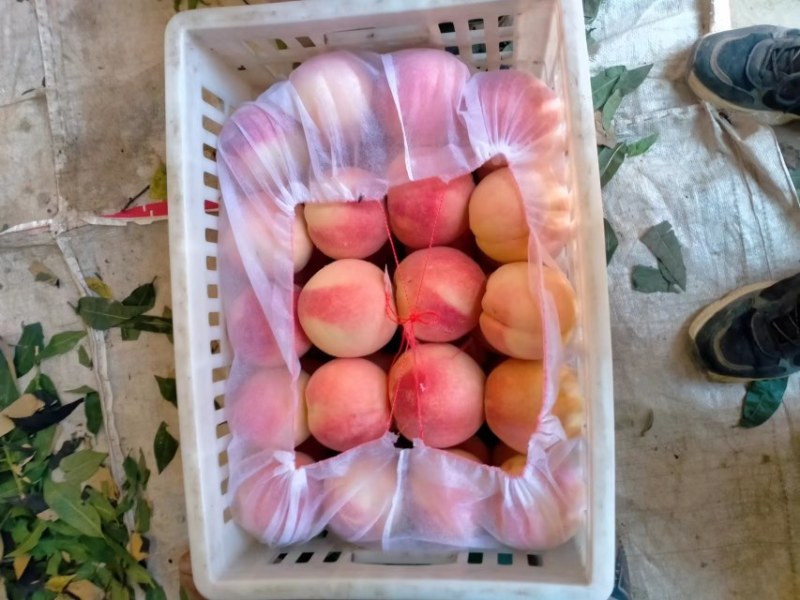 永莲蜜桃大量上市需要联系我