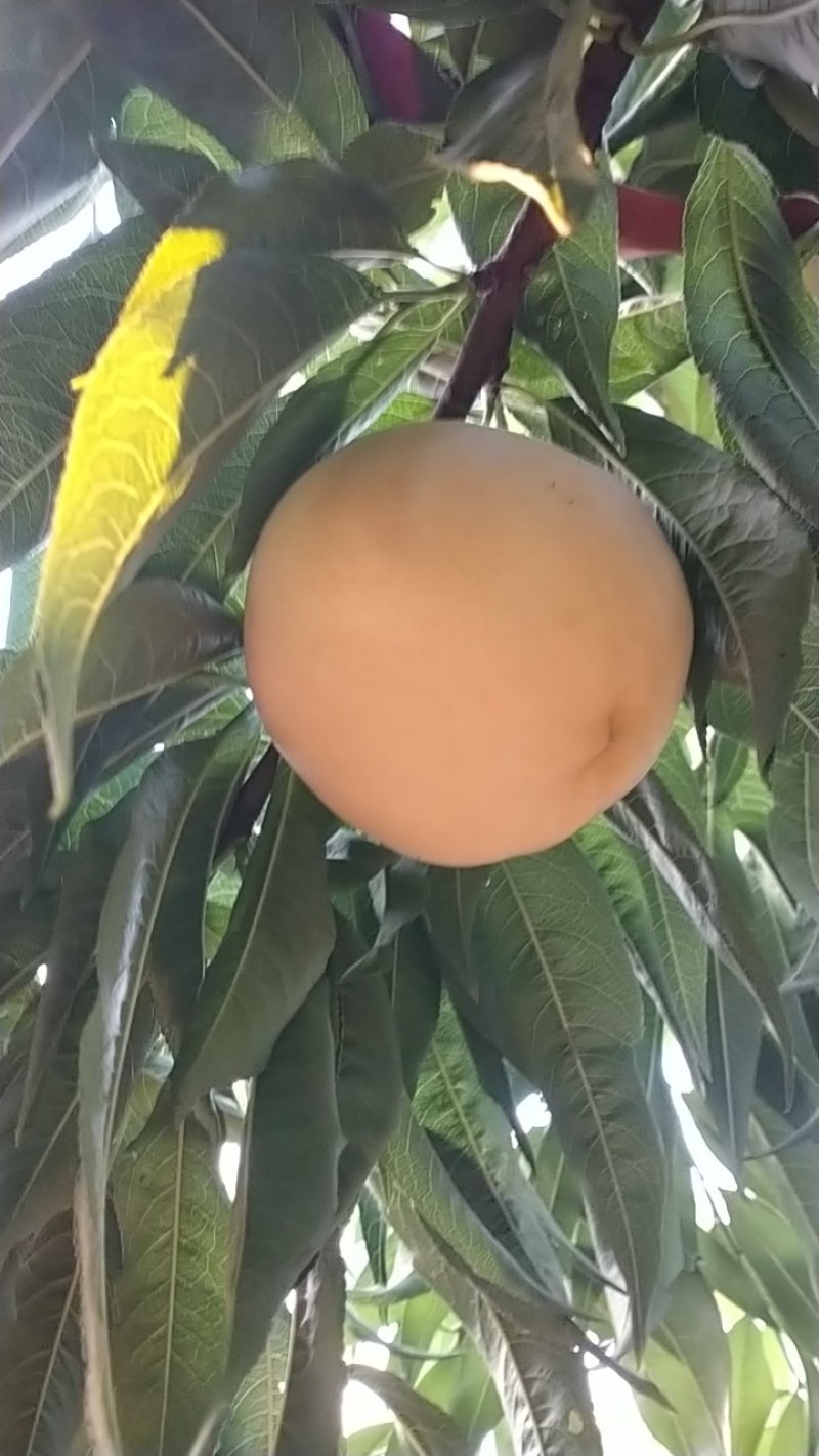 永莲蜜桃大量上市需要联系我