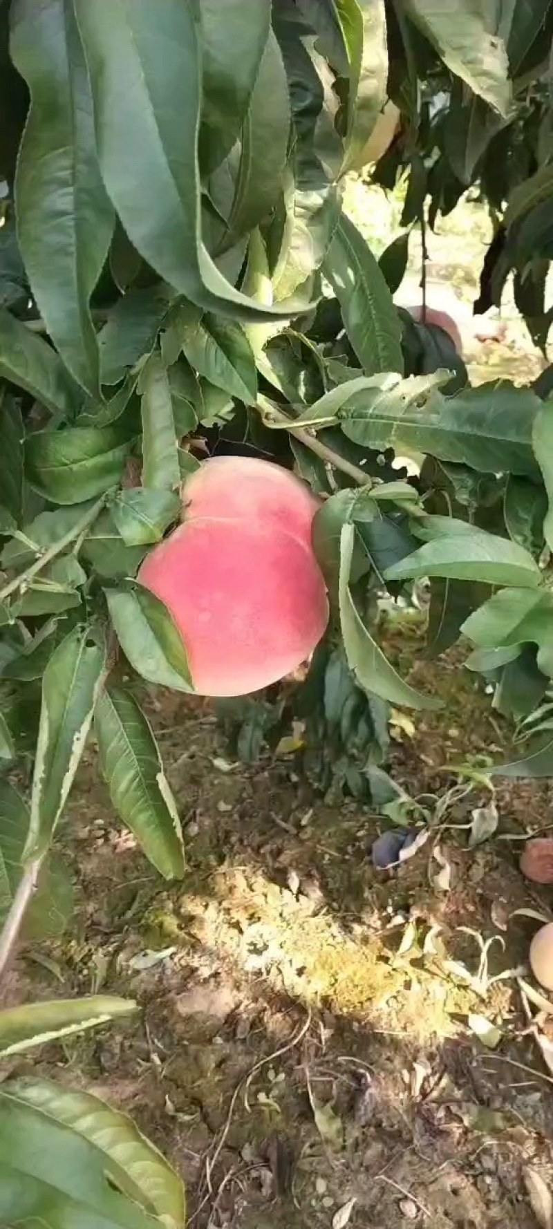 永莲蜜桃大量上市需要联系我