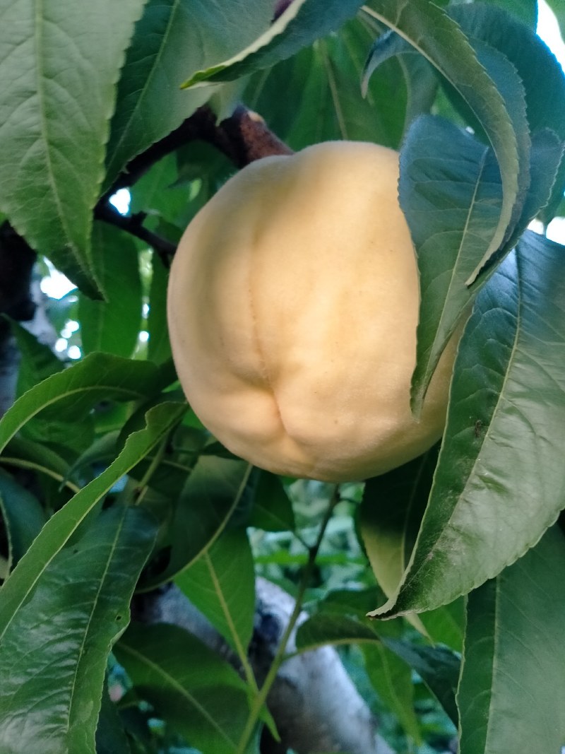 永莲蜜桃大量上市需要联系我