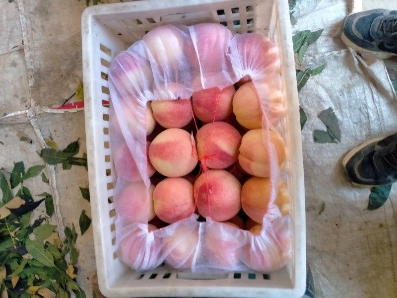 永莲蜜桃大量上市需要联系我