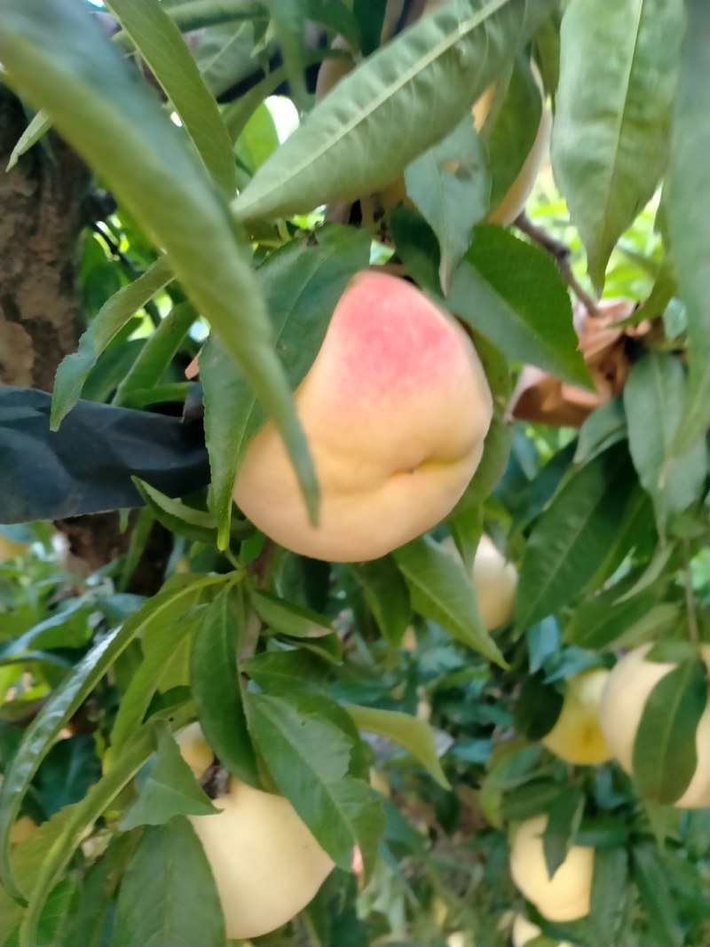 永莲蜜桃大量上市需要联系我