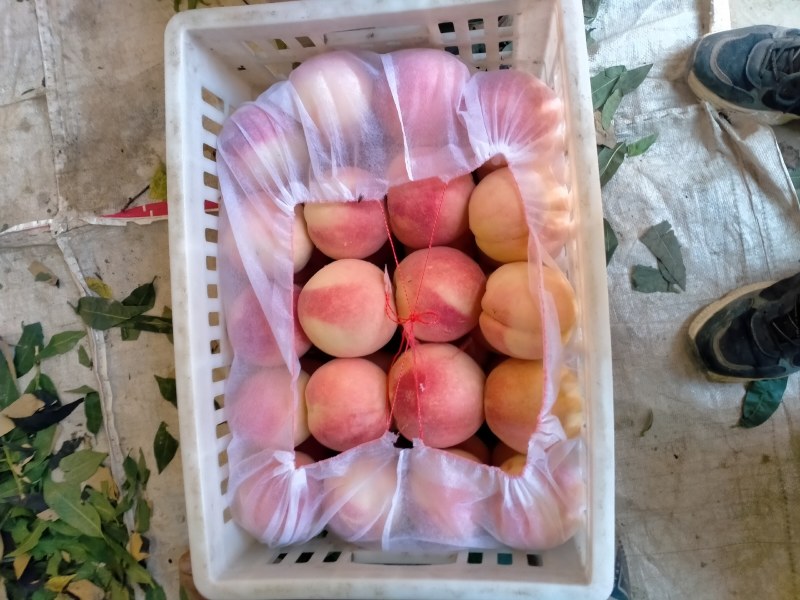 永莲蜜桃大量上市需要联系我