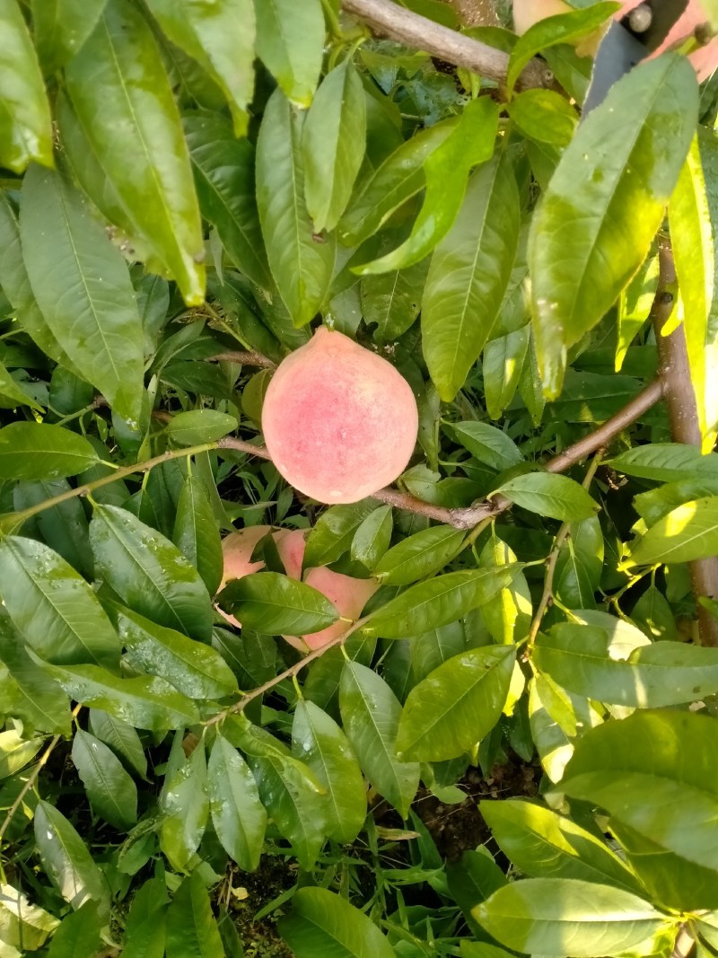 永莲蜜桃大量上市需要联系我