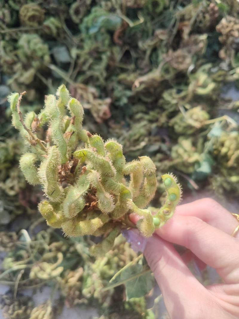 甘草