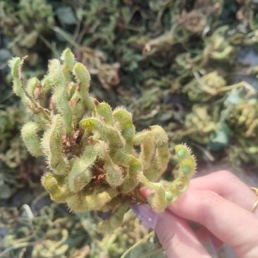 甘草