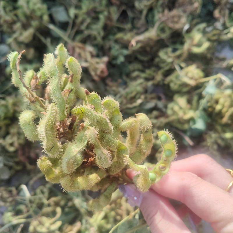 甘草