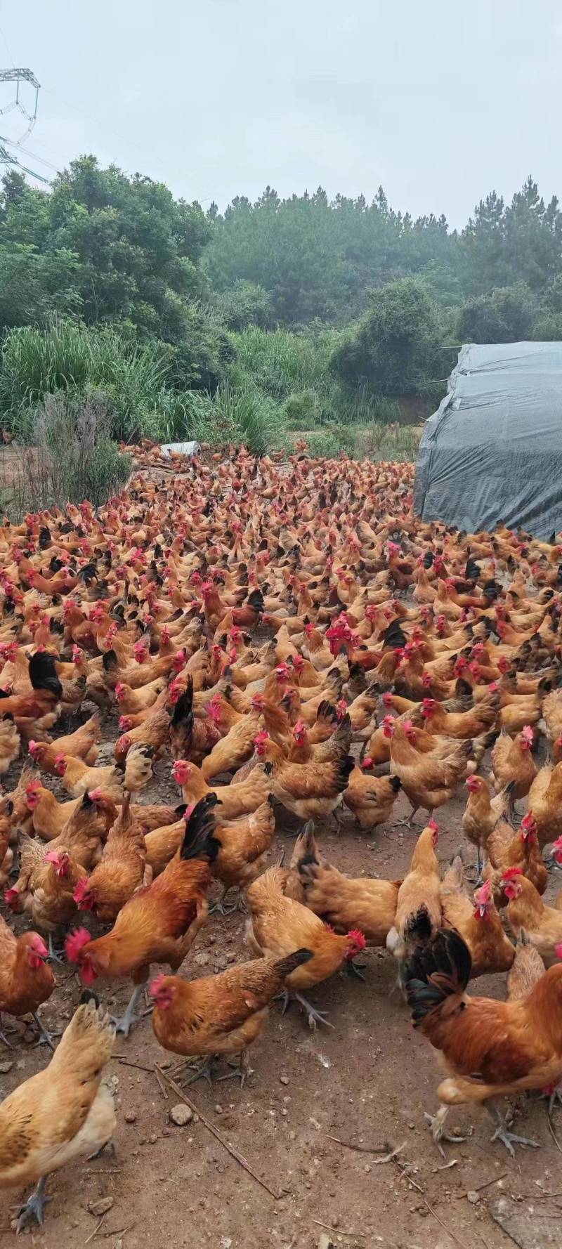 江西土鸡，崇仁县青脚黄羽土鸡，自家养殖，货源稳定，