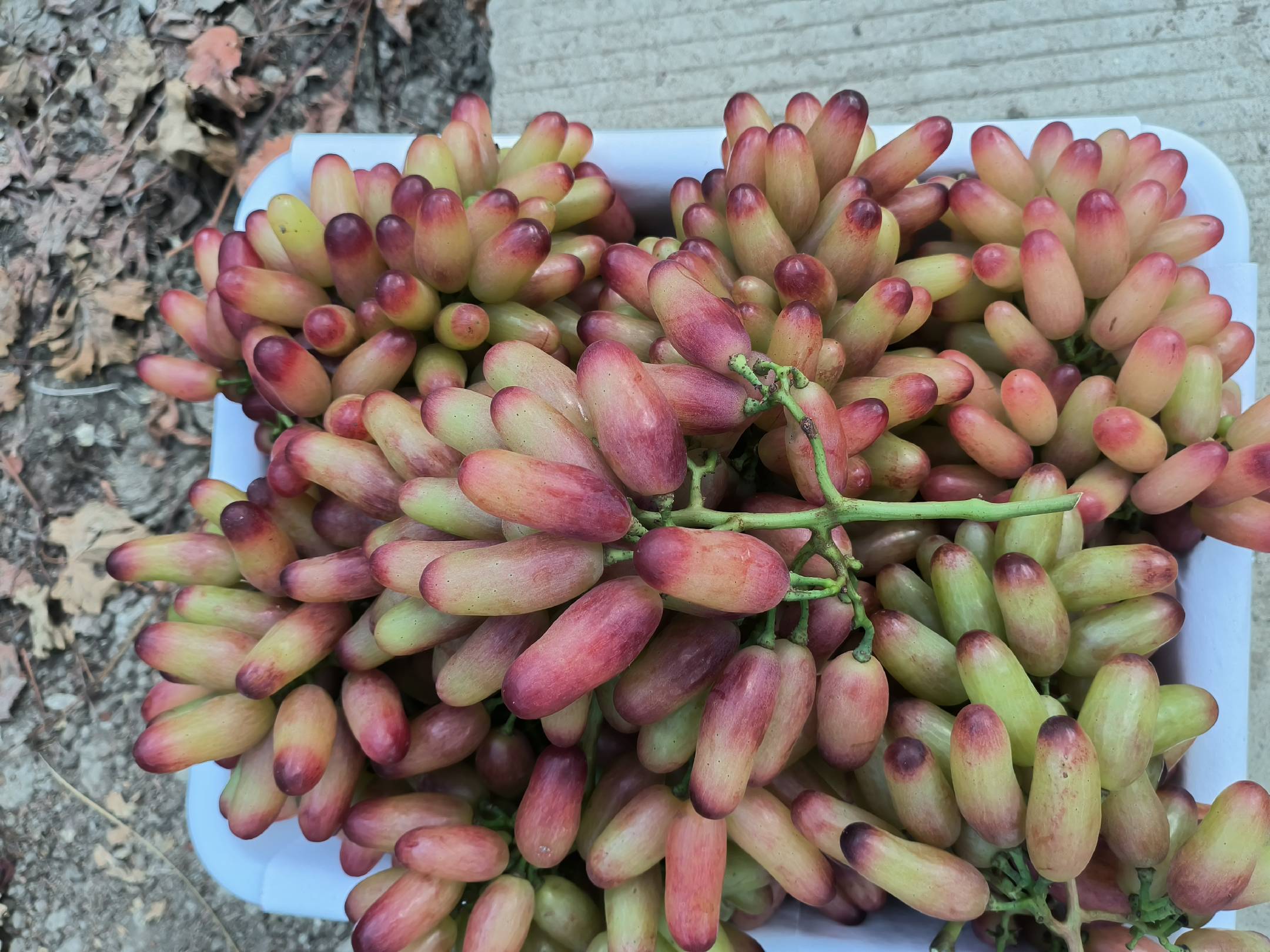 美人指红提的外观特写