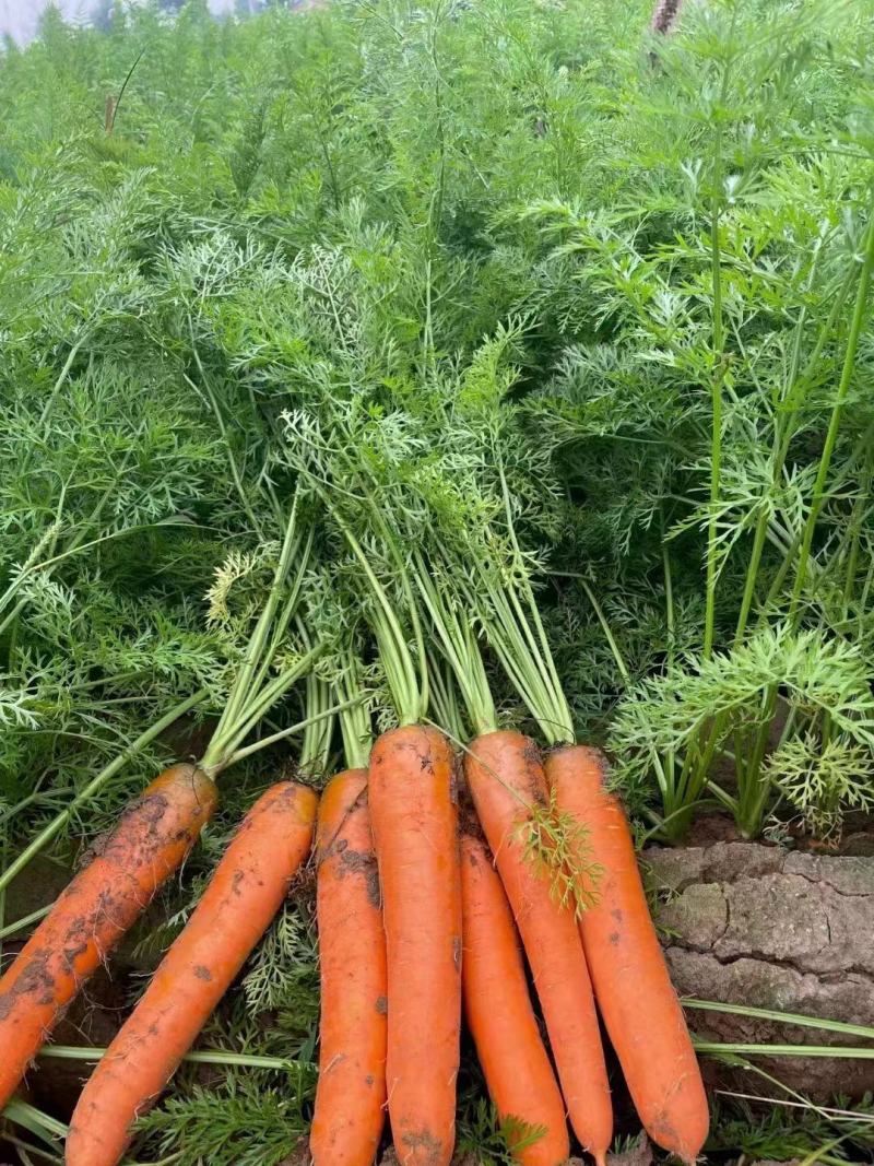 胡萝卜精品带泥胡萝卜胡萝卜批发整车走货产地货源