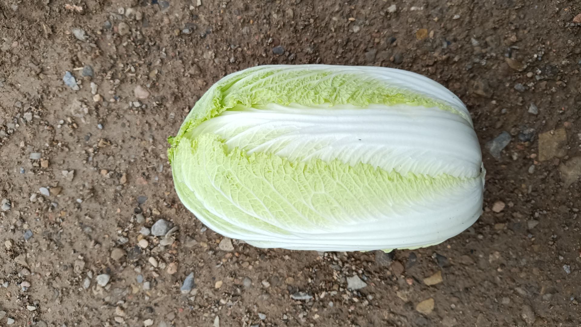 一株完整的黄心白菜,外层叶片为深绿色,内层菜心呈现出明亮的金黄色,叶片紧密包裹形成圆柱形或圆形叶球,背景为农田土壤,光线自然柔和,突出蔬菜的新鲜与健康特质 黄心白菜整体植株特写