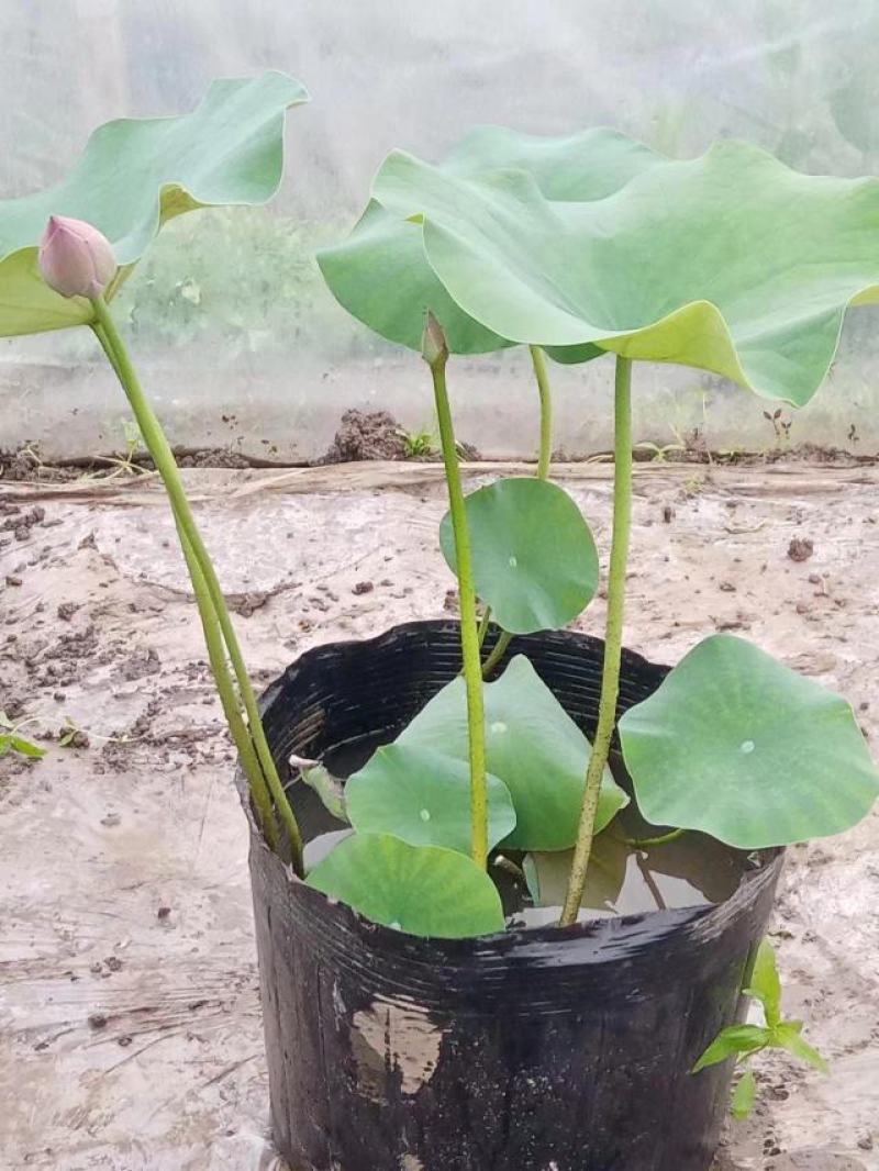 盆栽荷花苖