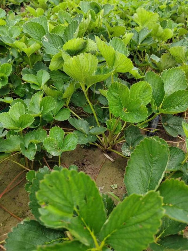 奶油草莓秧苗四季草莓苗好养阳台地载南方北方盆栽种植批发价