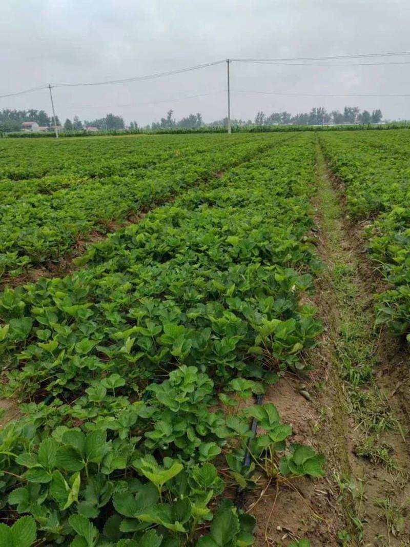 奶油草莓秧苗四季草莓苗好养阳台地载南方北方盆栽种植批发价
