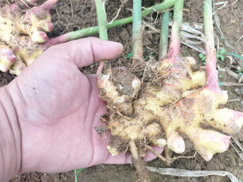 蒙自小黄姜特写