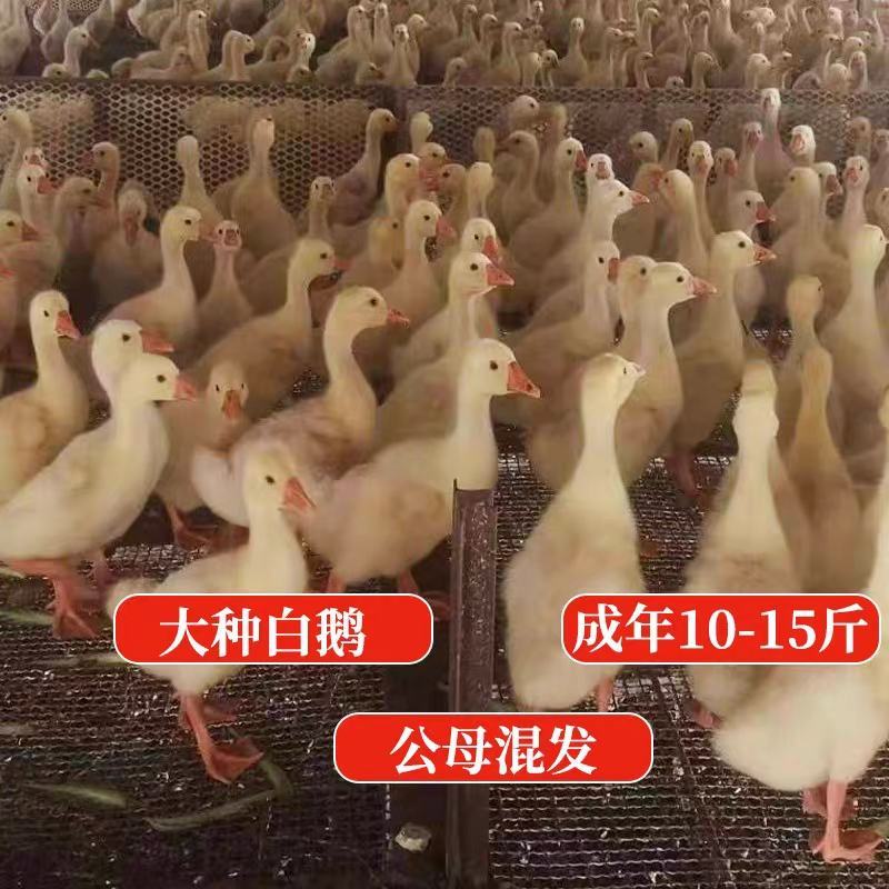 三花鹅苗包防疫包运输包成活率货到满意付款