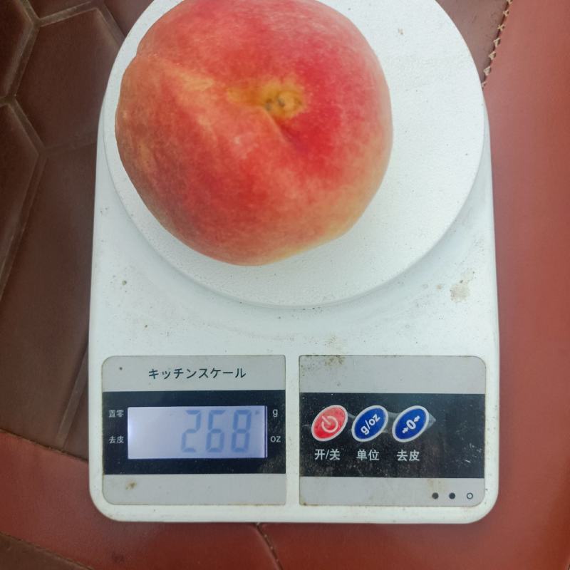 大绿化九，脆甜。要好货的你就来