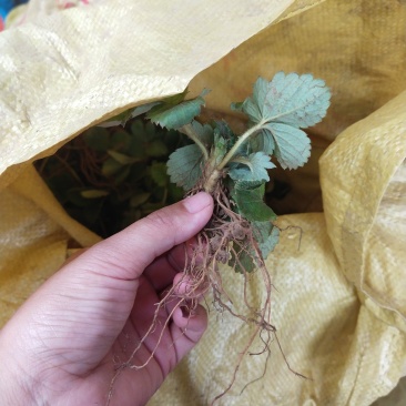 天仙醉小苗(注意是小苗)20天就长成大苗根系特别好