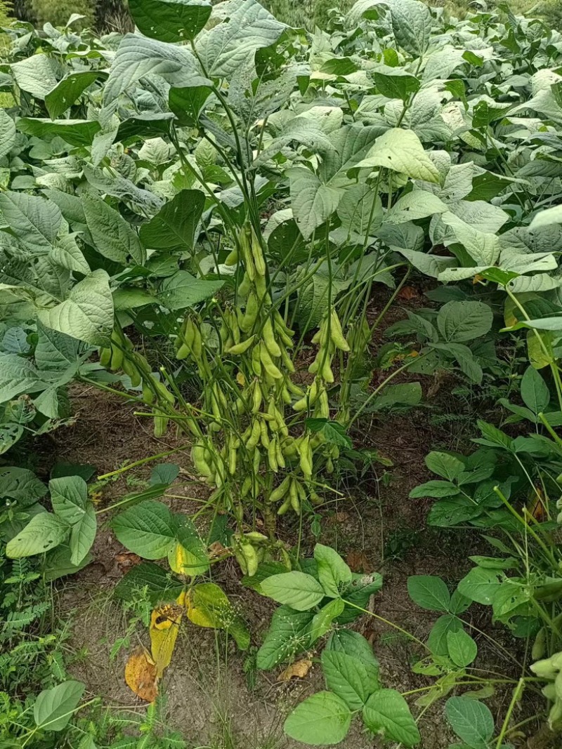 精品高山毛豆，自家种植，今年产300亩，欢迎咨询