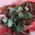 天仙醉小苗(注意是小苗)20天就长成大苗根系特别好