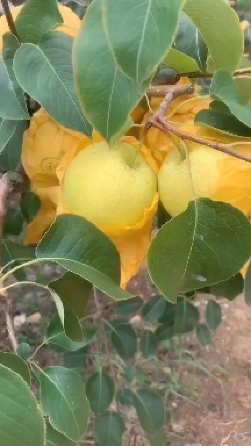 云南高原雪花梨大量出货，皮张好，糖度已到位，欢迎各位老板