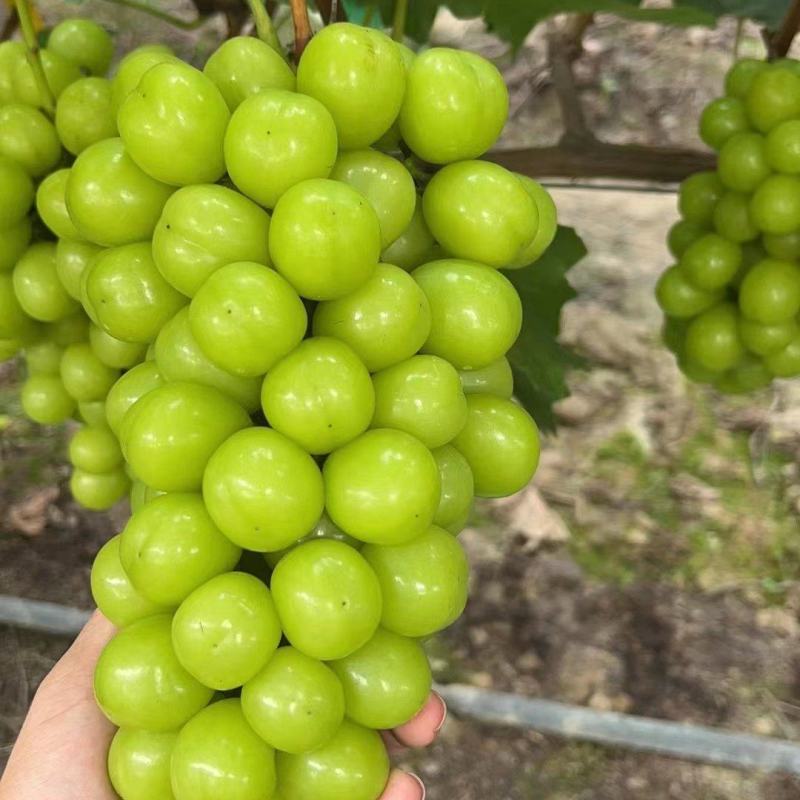 新鲜阳光玫瑰大量上市