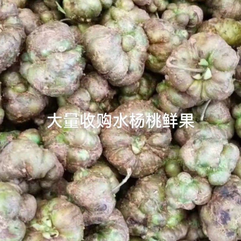 木天蓼