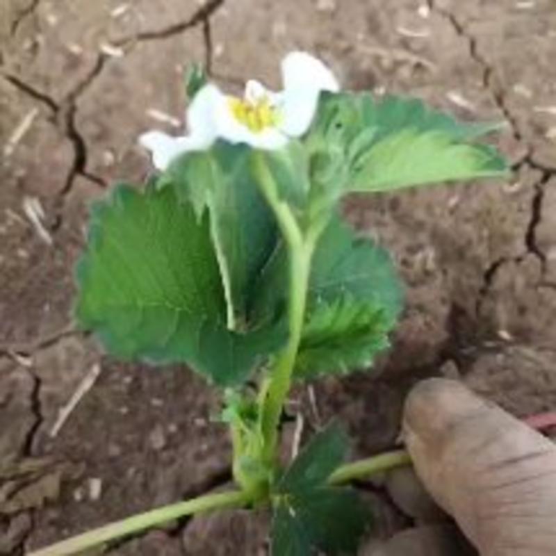 潍坊市安丘市白草莓苗等，自家的草莓苗繁育基地！质量有保障！！