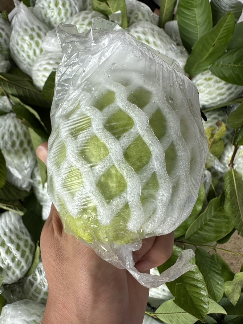 番石榴