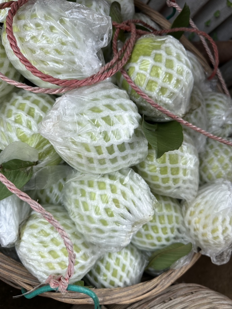 番石榴