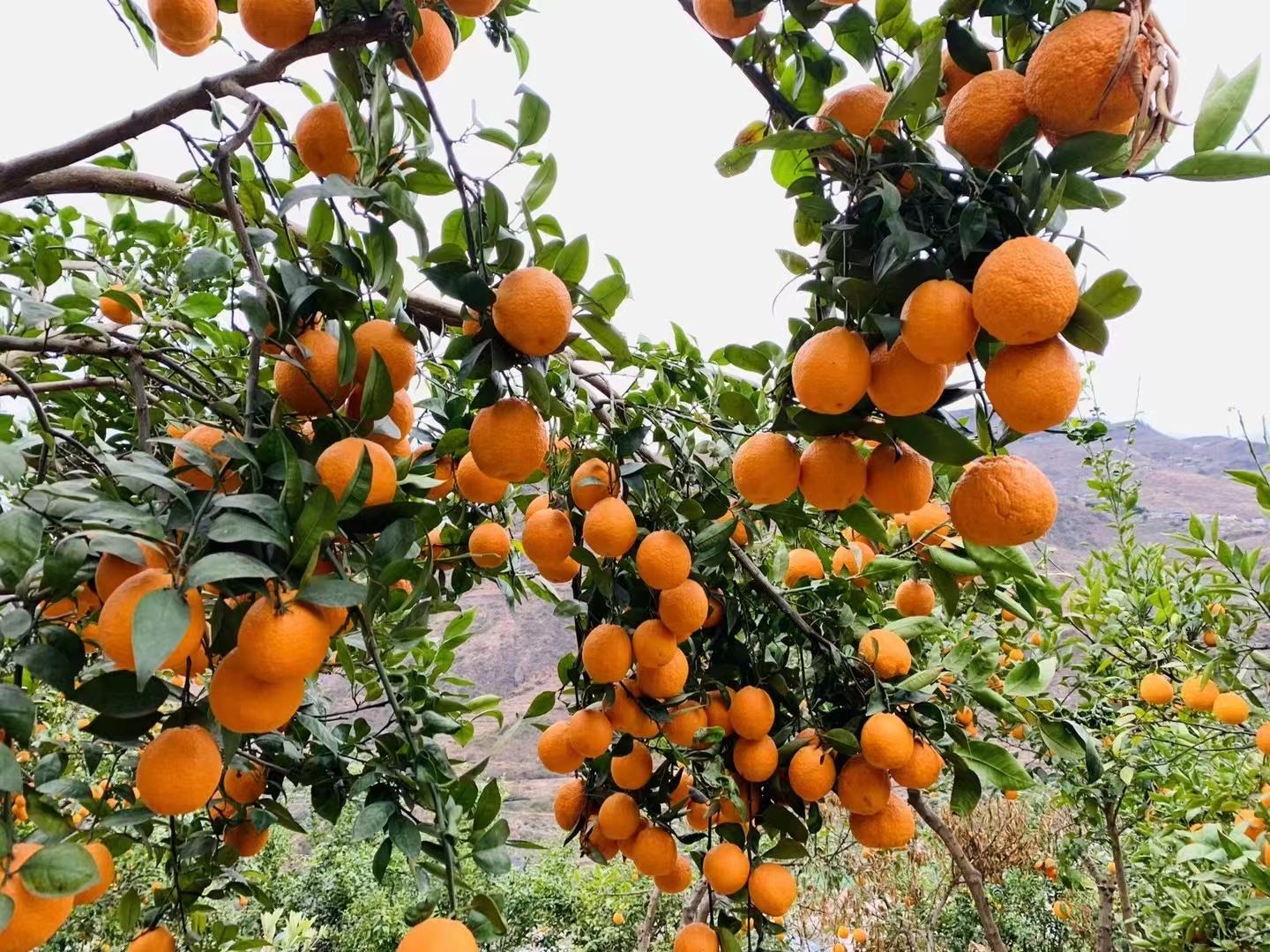 新甜橙果园采摘图