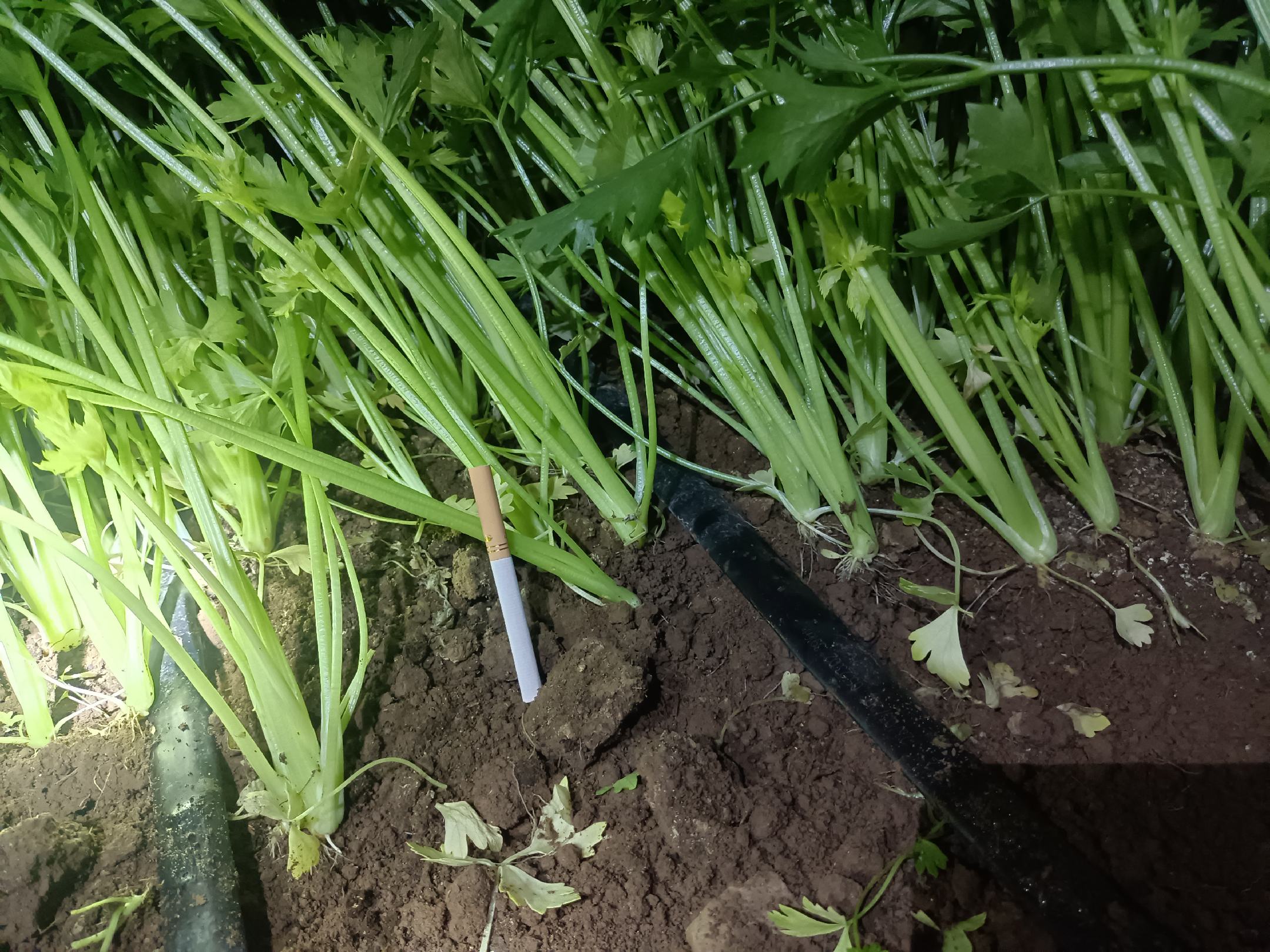 塑料薄膜覆盖下的西芹畦面,黑色滴灌带沿植株行铺设,水滴正从滴头缓慢渗出;背景可见手持式土壤湿度计显示数值,标注‘72%’,体现精准灌溉理念 西芹滴灌系统布置示意图