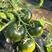 铁皮西红柿种子二两草莓柿子绿肩铁皮番茄种籽碱地柿子种子