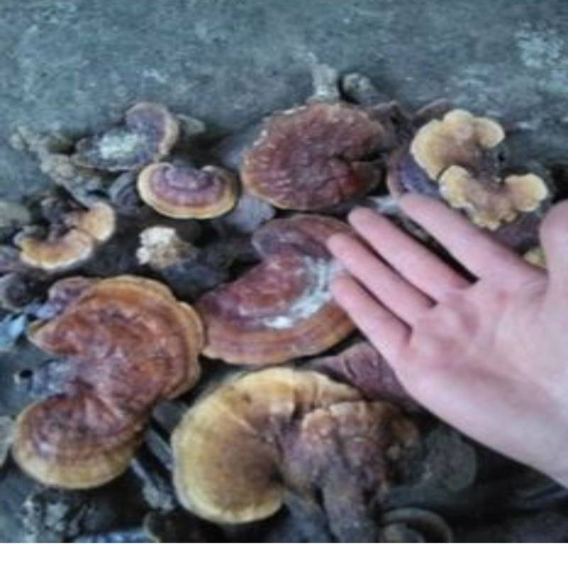 野生赤灵芝