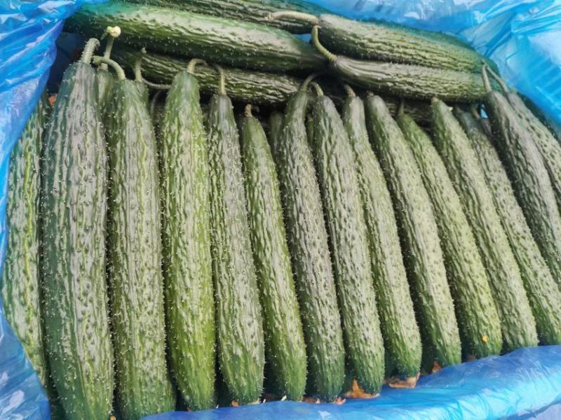 山东莘县精品密刺黄瓜大量上市，产地货源全国发货，诚信经营