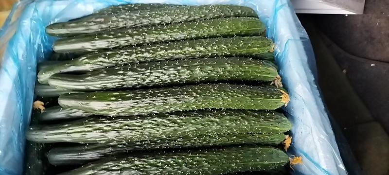 山东莘县精品密刺黄瓜大量上市，产地货源全国发货，诚信经营