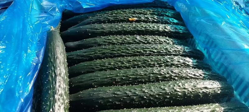 山东莘县精品密刺黄瓜大量上市，产地货源全国发货，诚信经营