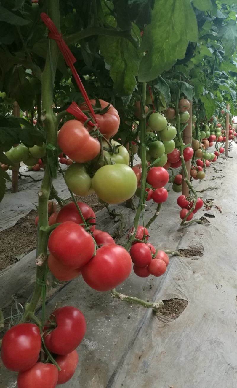 早春西红柿苗立顿硬粉西红柿早熟抗病毒抗线虫西红柿苗