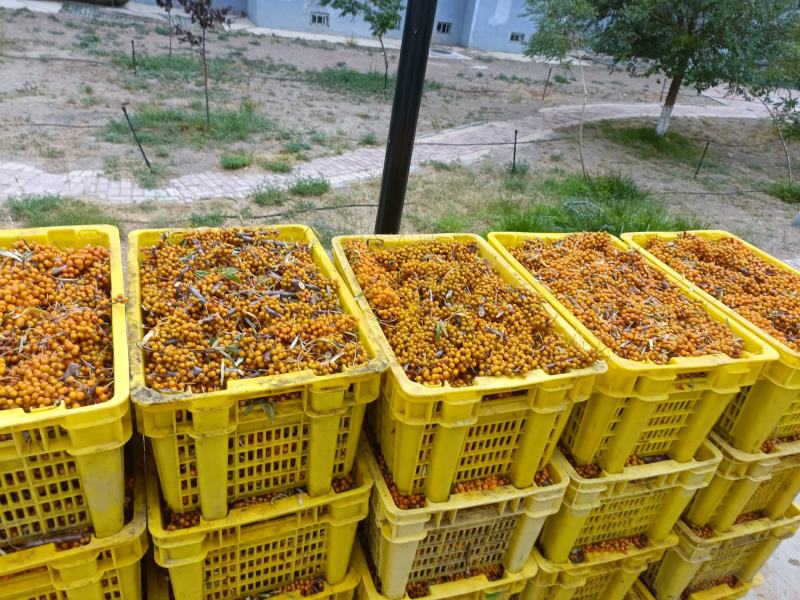 沙棘鲜果新疆特产第九师170团沙棘小镇沙棘鲜果
