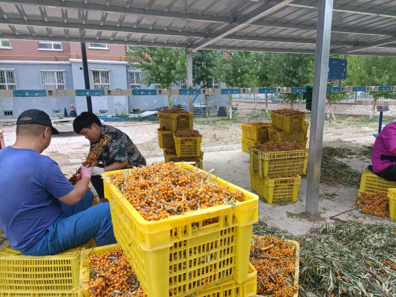 沙棘鲜果新疆特产第九师170团沙棘小镇沙棘鲜果