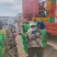 沙棘鲜果新疆特产第九师170团沙棘小镇沙棘鲜果
