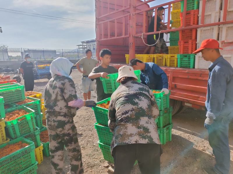沙棘鲜果新疆特产第九师170团沙棘小镇沙棘鲜果
